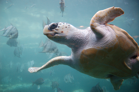 Loggerhead sea turtle (Caretta caretta).: Loggerheads are considered an endangered species and are protected by the International Union for the Conservation of Nature. Loggerhead sea turtles spend most of their lives in the open ocean and in shallow coastal waters. They rarely come ashore, with the exception of the females' brief visits to construct nests and deposit eggs. Hatchling loggerhead turtles live in floating mats of Sargassum algae. Photograph by ukanda. Photograph and text courtesy of Wikimedia Commons.